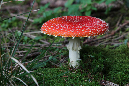 The Rise of Functional Mushroom-Cannabis Blends: Nootropic Stacks for the Modern NYC Mind