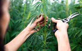 Hemp Hustle Under Siege: Barr’s Bill vs. the Federal Axe—What It Means for Jersey Smokers on a Budget