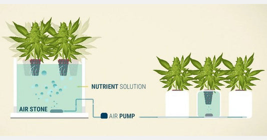 The Best Hydroponic System for Growing Cannabis in 2026