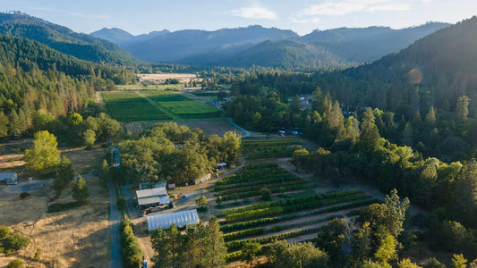 Oregon Wholesale Cannabis Summer 2026: The Endless Summer of the Grind – Oversupply, Rock-Bottom Prices, and the Honest Path Forward for Real Operators.
