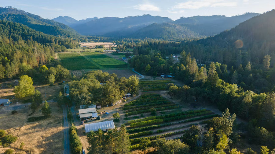 Oregon Wholesale Cannabis Summer 2026: The Endless Summer of the Grind – Oversupply, Rock-Bottom Prices, and the Honest Path Forward for Real Operators.