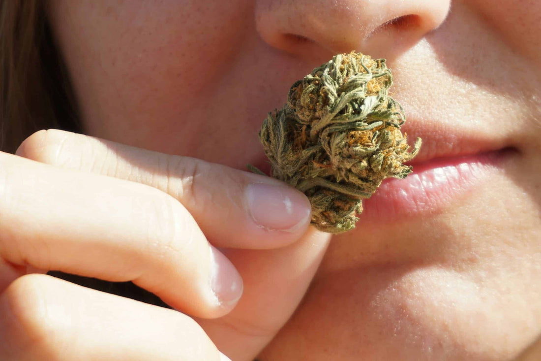 The Complete Story of Cookies: From Bay Area Strain to Global Cannabis Empire