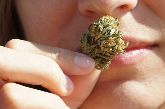The Complete Story of Cookies: From Bay Area Strain to Global Cannabis Empire