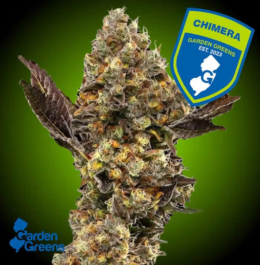 Garden Greens Chimera Strain Review: Mythical Hybrid Power for NJ Stoners – Full Breakdown & Effects