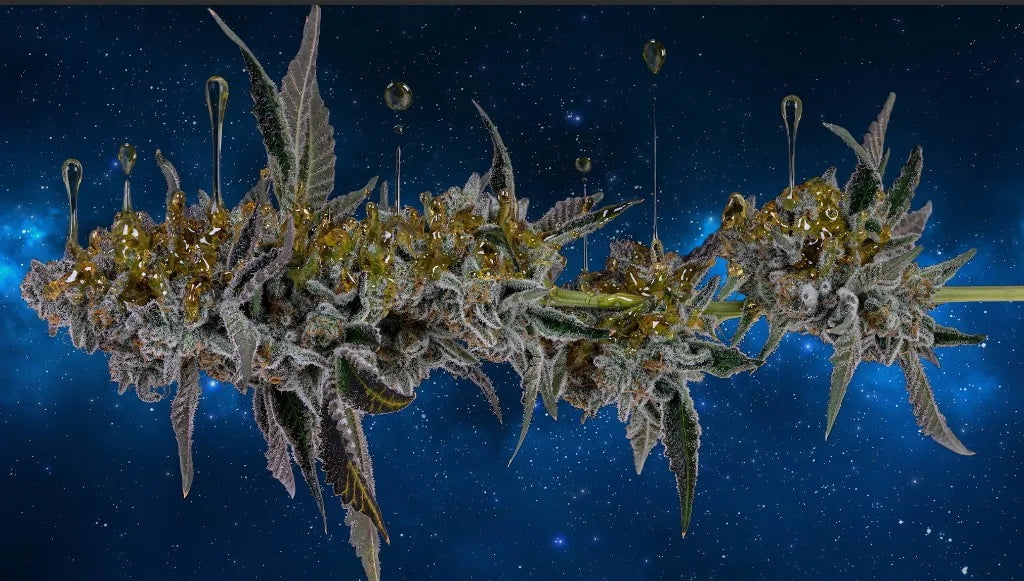 Floating Through the Smoke: A Raw Review of Zero Gravity Strain By The Stoner Review – June 2026