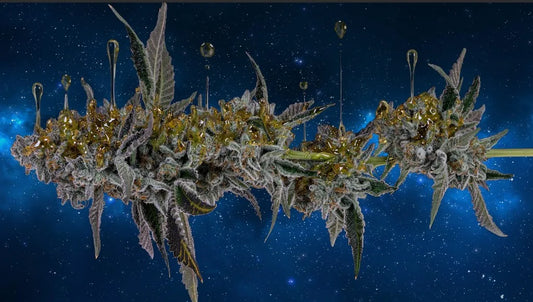 Floating Through the Smoke: A Raw Review of Zero Gravity Strain By The Stoner Review – June 2026