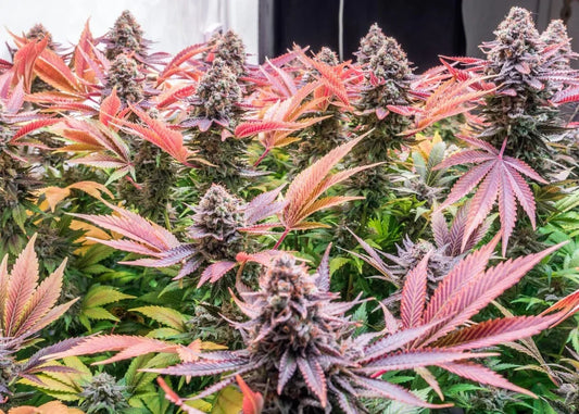Hydro Grow #1: Straightforward Guide to the Best Genetics for Your Medium – Starting with Hydroponics (8 Plants Under Care)