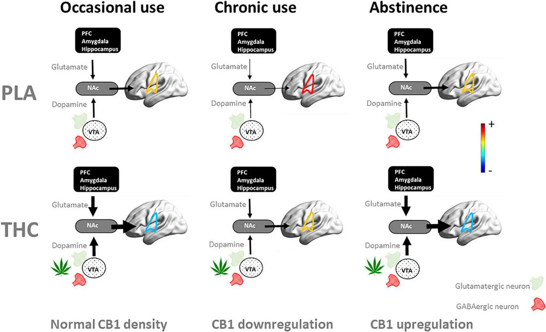 The Silent Fade: How Your Brain Quietly Turns Down the Volume on THC