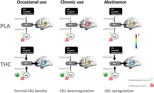 The Silent Fade: How Your Brain Quietly Turns Down the Volume on THC