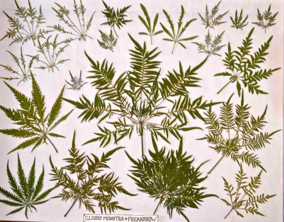 Unusual Cannabis Genetics: How Novel Phenotypes and Breeding Advances Are Reshaping Cultivation in 2026
