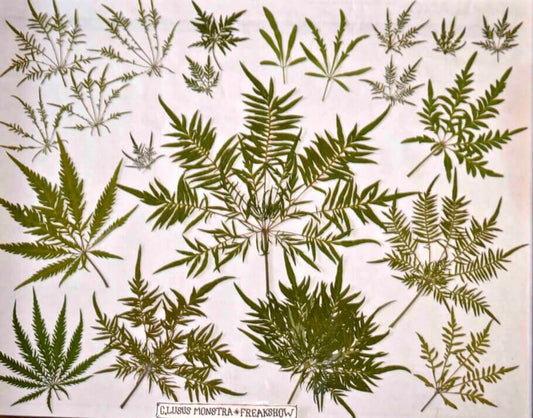Unusual Cannabis Genetics: How Novel Phenotypes and Breeding Advances Are Reshaping Cultivation in 2026