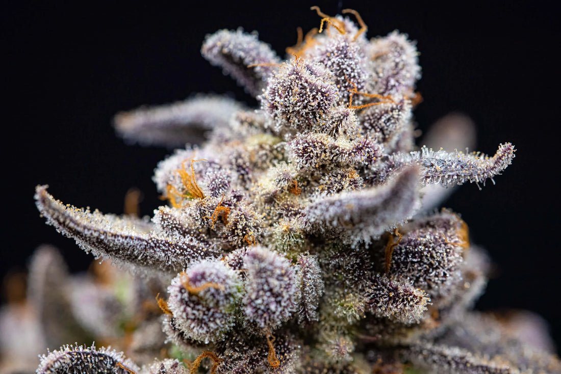 The Gelato Lineage Explored: How Sunset Sherbet × Thin Mint GSC Became the Dessert Strain Empire of 2026