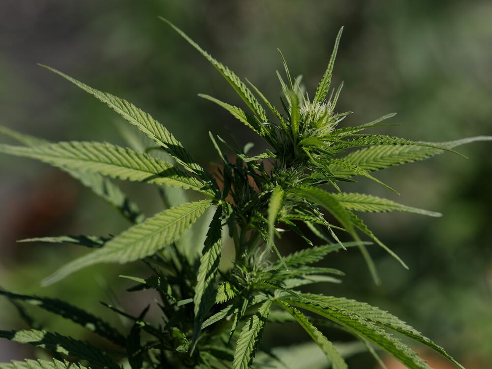 Historic Federal Rescheduling: Medical Cannabis Drops to Schedule III