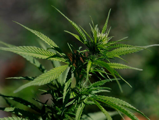Historic Federal Rescheduling: Medical Cannabis Drops to Schedule III