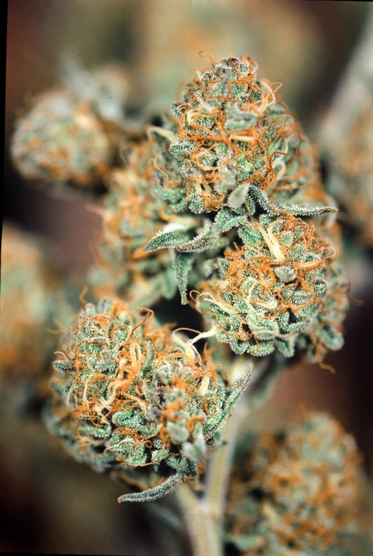 Obscure Sativas: The Ones the Real Heads Hunt