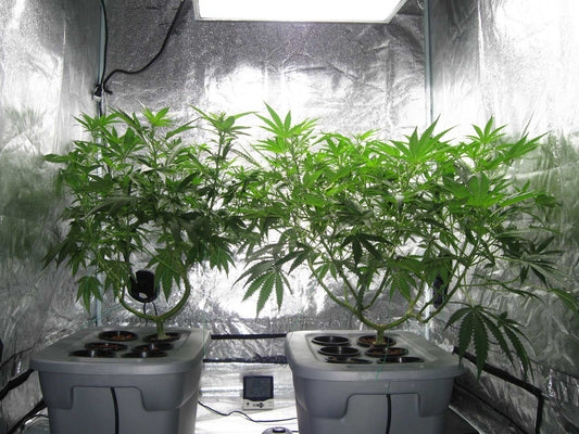 Oregon Cannabis Pricing 2026: Why Weed Is So Cheap and What It Means for You