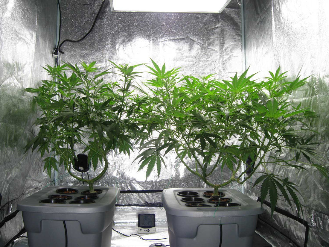 Oregon Cannabis Pricing 2026: Why Weed Is So Cheap and What It Means for You