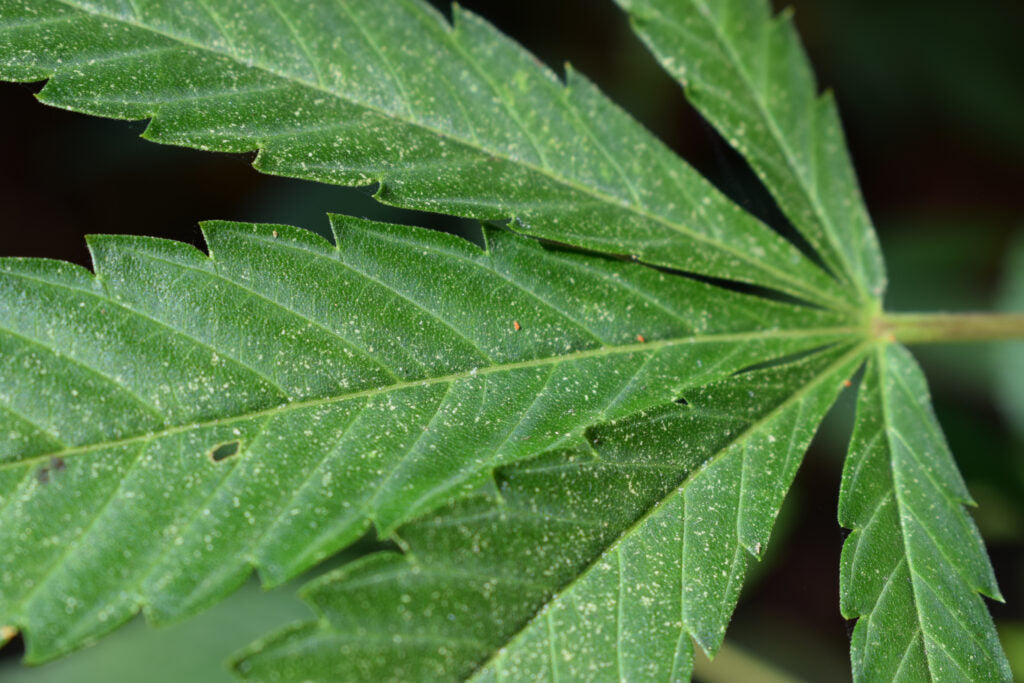 Common Cannabis Pests: Indoor vs Outdoor – Identification & Organic Solutions
