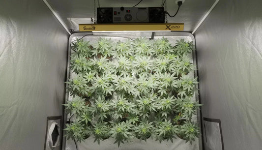 LED Grow Light Economics: Navigating Costs in a High-Pressure Market