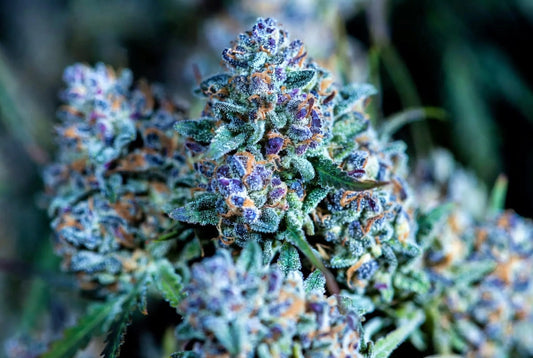 Oregon Strains Guide: Classics, Favorites & Grower Picks for 2026