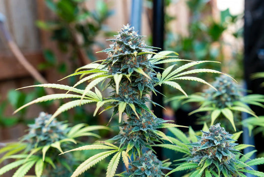 Grow Tips for Dream OG (Blue Dream × OG Kush Hybrid)