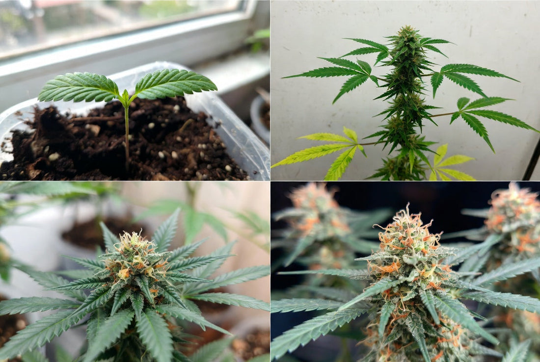 Dream OG (Blue Dream × OG Kush) Week-by-Week Grow Timeline