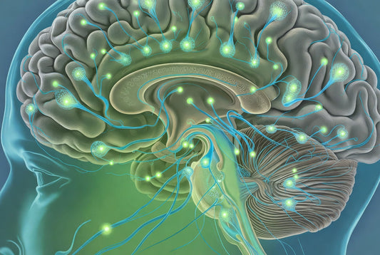 What Happens to a 50-Year-Old’s Brain with Daily Cannabis Use?
