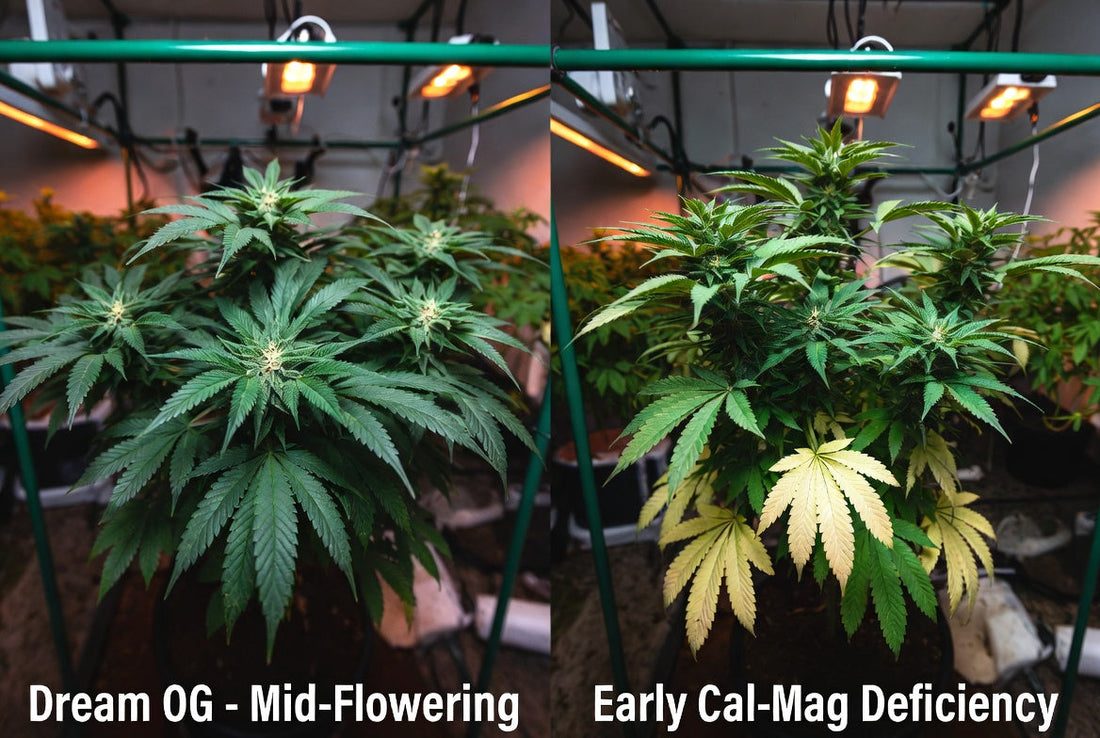 Cal-Mag in Flowering Stages for Dream OG (Blue Dream × OG Kush)