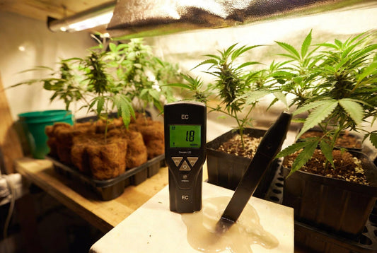 EC Management in Coco Coir for Dream OG (Blue Dream × OG Kush)
