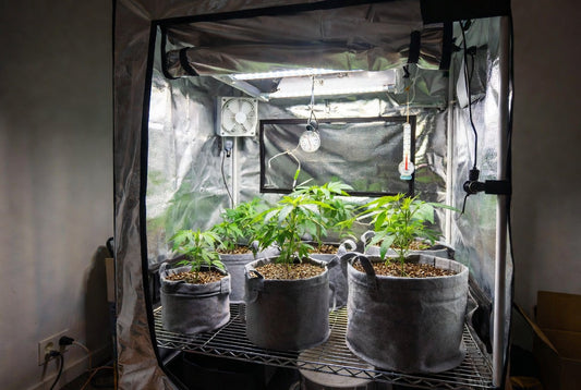 Recommended First Grow Setup: Dream OG in Coco (or Soil) – Beginner-Friendly Guide