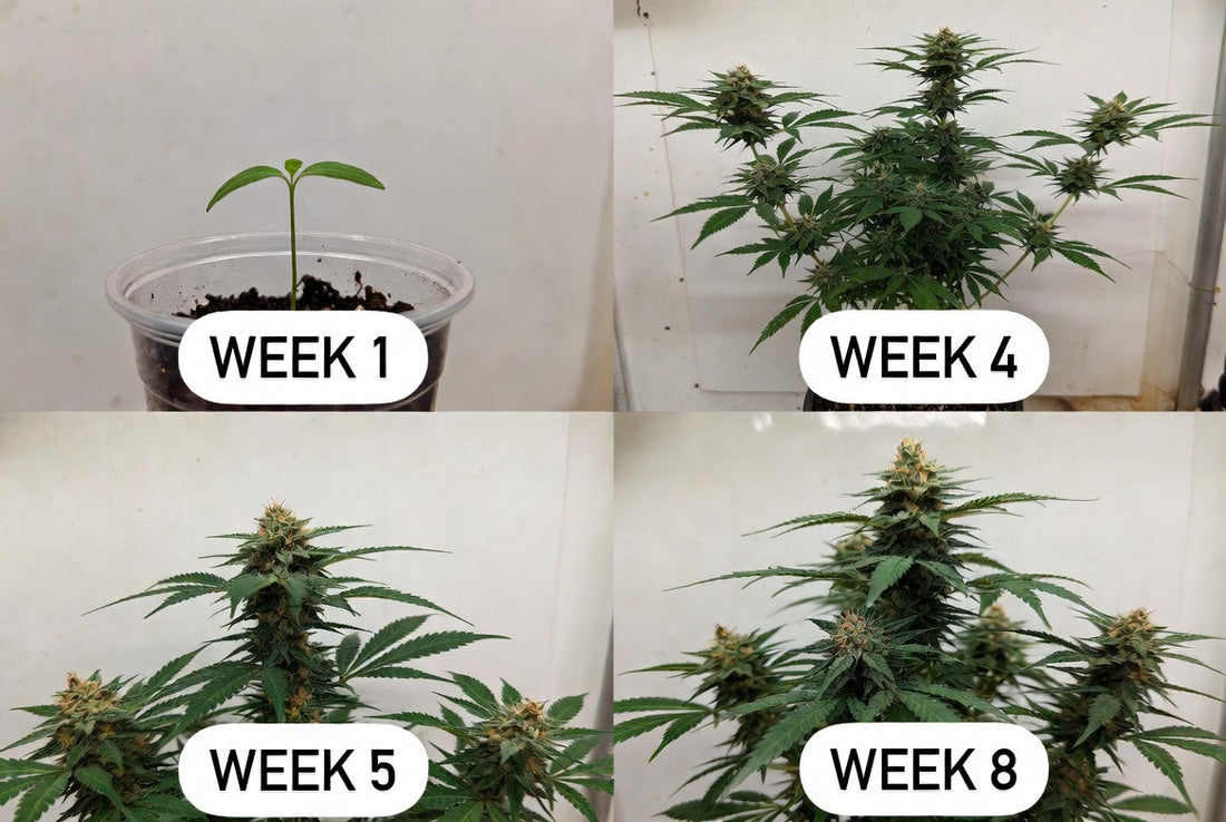 Dream OG Week-by-Week Grow Checklist (Blue Dream × OG Kush Hybrid – First Grow Friendly)