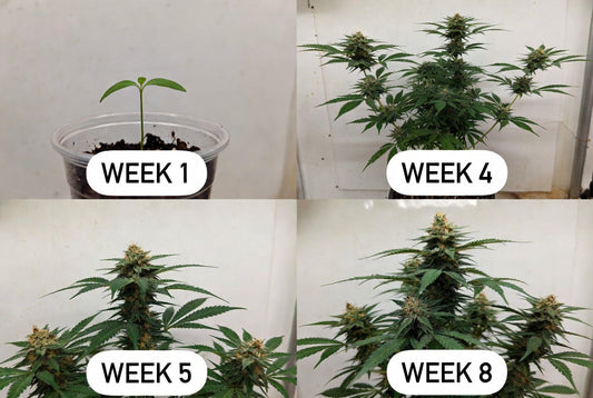 Dream OG Week-by-Week Grow Checklist (Blue Dream × OG Kush Hybrid – First Grow Friendly)