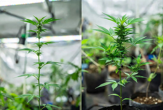 Beginner LST Techniques for Dream OG (and First Grows)
