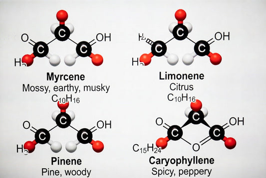 Terpene Detection Mechanisms: The Science Behind Cannabis Odor Sensing