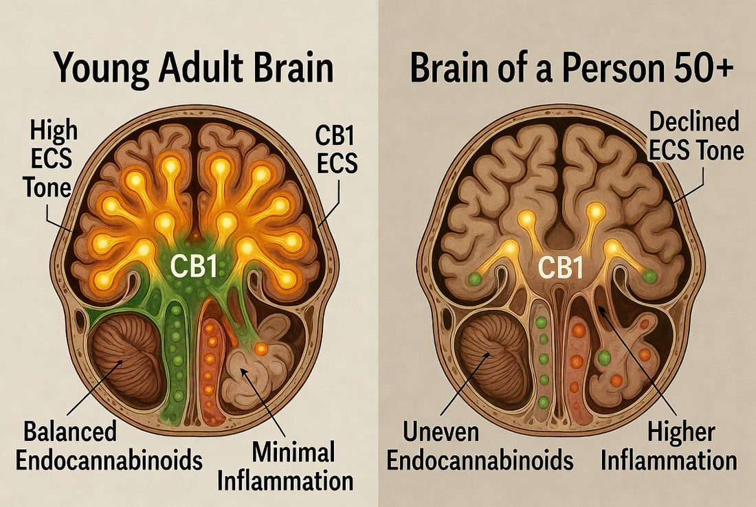 The Endocannabinoid System (ECS): Your Body’s Natural Cannabis Network – A Deep Dive for 50+ Stoners