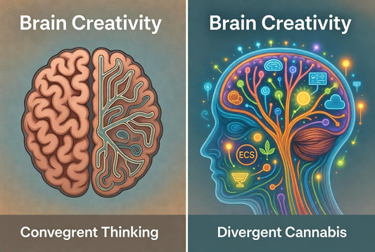 Does Cannabis Help You Tap More of Your Brain’s Creative Capacity? (Especially for 50+ Users)