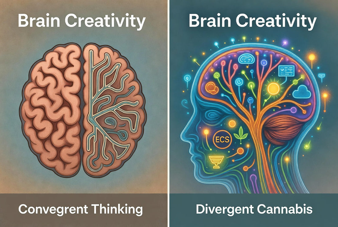 Does Cannabis Help You Tap More of Your Brain’s Creative Capacity? (Especially for 50+ Users)