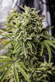 Trichome Macro #1: Frost Factory