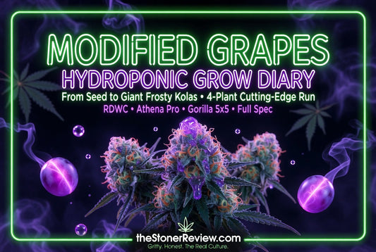 Grow Diary: Modified Grapes – Cutting-Edge Hydroponic Run (4 Plants in Premium Tent)