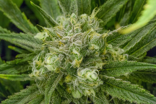 Hot Strains for Summer 2026: The Ones That Actually Deliver When the Heat Hits