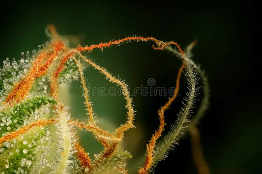 Sativa, What It Says About You