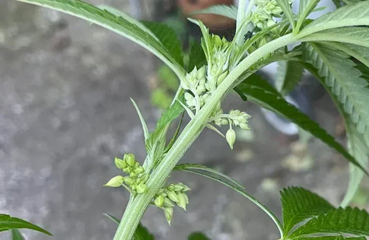 Identifying male cannabis plants remains one of the most critical skills for any cultivator aiming to protect a high-quality sinsemilla harvest.