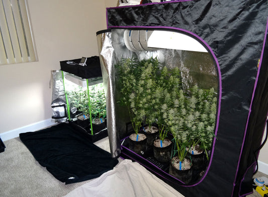 The Large Yield Story: From Basic Tent to Pound+ Potential