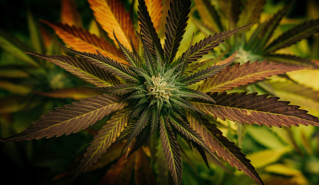 Rare Landrace Strains: Hunting Heirloom Cannabis Genetics in 2026