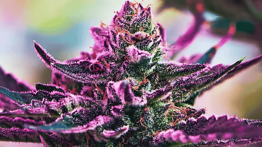 Razberry Runtz by Clade9 – 1g Premium Flower Review Jersey Shore Session Notes, May 2026