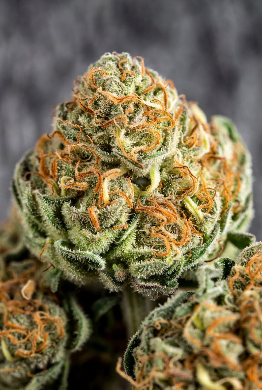 Blue Dream Strain Review 2026: The Quintessential Balanced Hybrid Delivering Sweet Berry Flavors, Creative Focus, and Gentle Body Relaxation for New Jersey Consumers