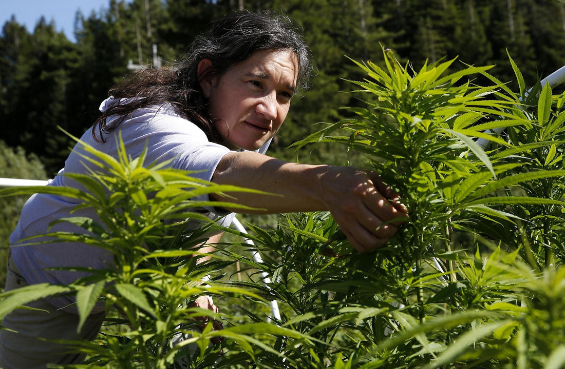 California Blazed the Trail: How the Golden State Ignited America’s Cannabis Renaissance