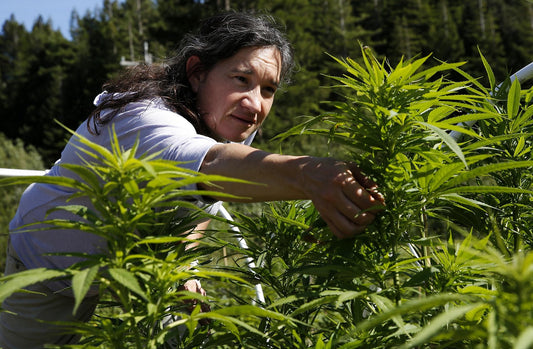 California Blazed the Trail: How the Golden State Ignited America’s Cannabis Renaissance