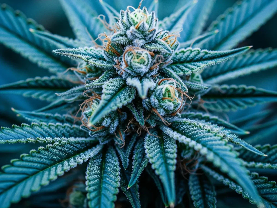 Blue Dream: Still the King of Oregon – A Balanced Everyday Favorite. Did I get it right Oregon?