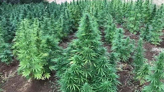 Growing Cannabis in Africa: The Dangers Are Very Real
